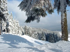 Zieleniec 2003